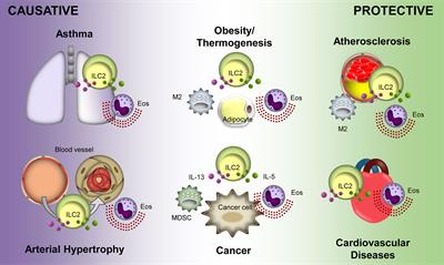 Heterogeneity of Group 2 Innate Lymphoid Cells Defines Their Pleiotropic Roles in Cancer, Obesity, and Cardiovascular Diseases